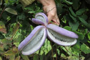 What Is The Weirdest Looking Fruit? 6