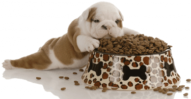 best_foods_for_dogs