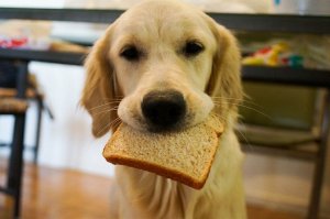 Some Best Foods For Your Dog 1